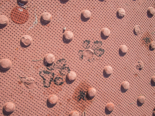 a close up of some rocks and plants on a surface