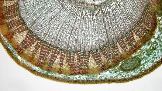 Woody Dicot Stem: One Year Tilia