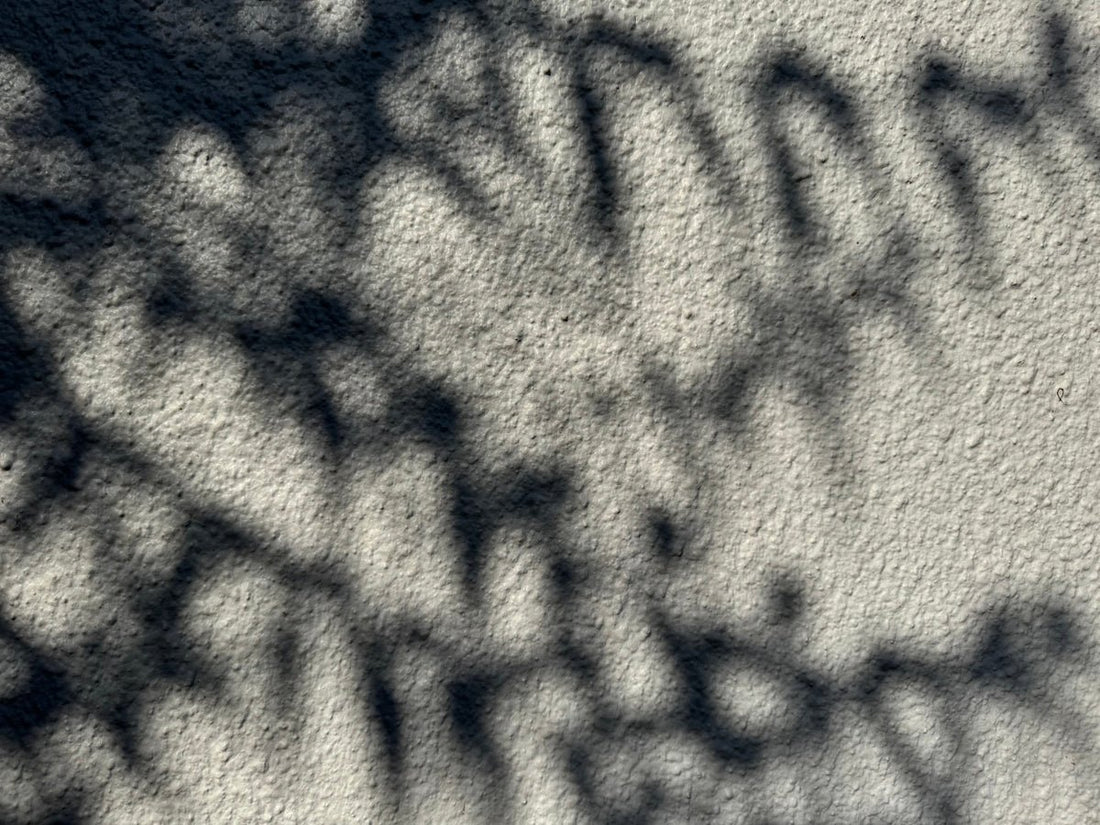 Shadows of leaves dance on a textured wall.